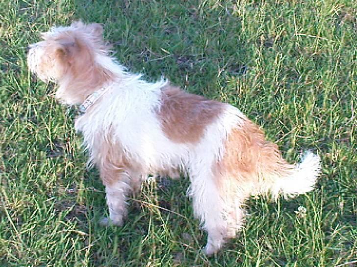 Parson russell terrier Molly  billede 12