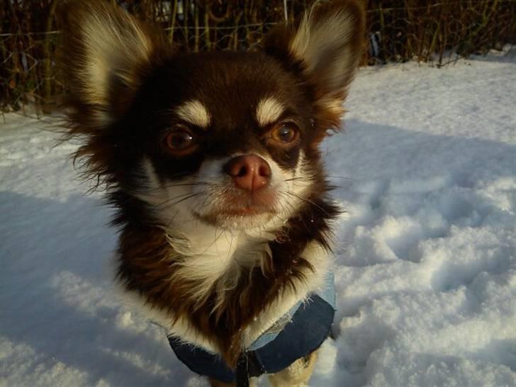 Chihuahua Cody billede 9