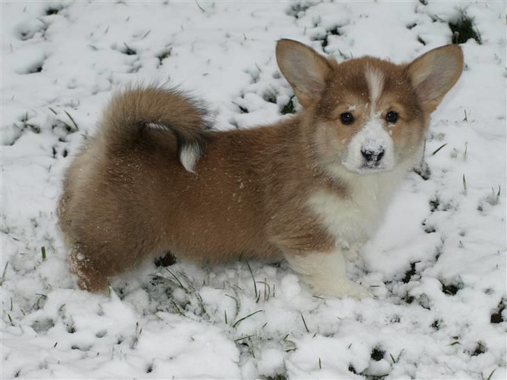 Welsh corgi pembroke Birkebakkens Dolly billede 2