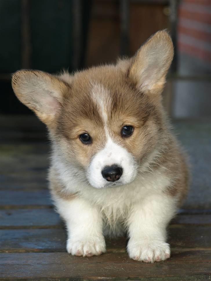Welsh corgi pembroke Birkebakkens Dolly billede 3