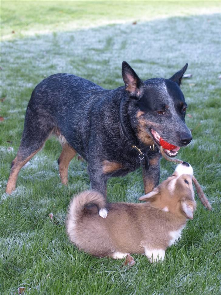 Welsh corgi pembroke Birkebakkens Dolly billede 4
