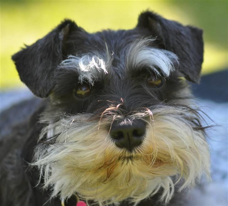 Dvaergschnauzer Gabbi - Hej jeg hedder Gabbi billede 1