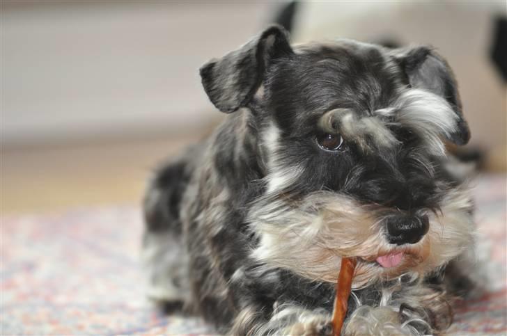Dvaergschnauzer Gabbi - Et tyggeben er altid godt billede 2