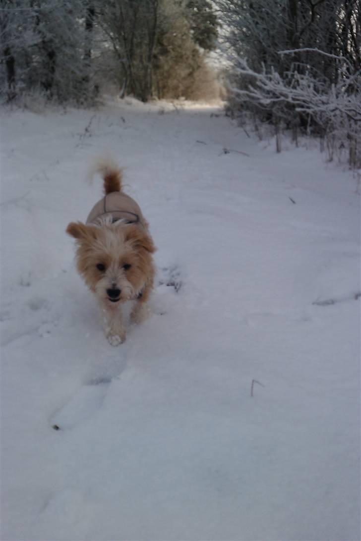 Parson russell terrier Molly  billede 13