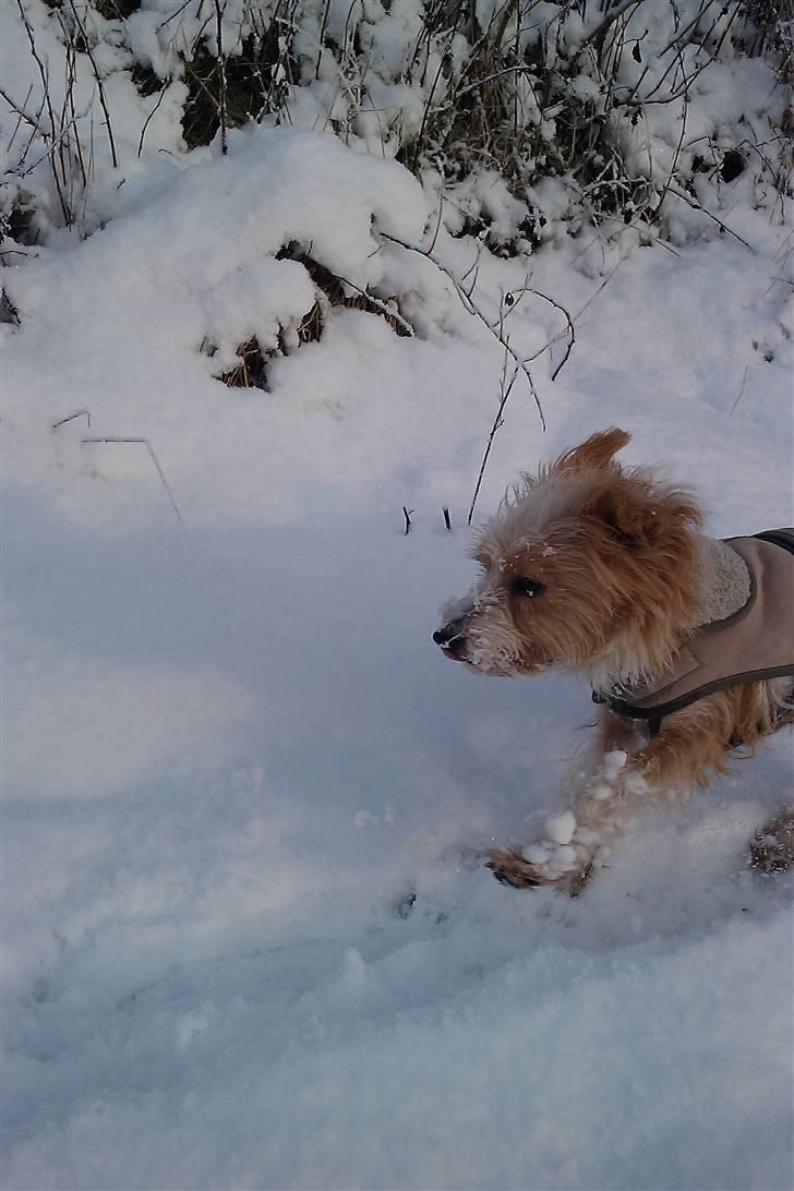 Parson russell terrier Molly  billede 14