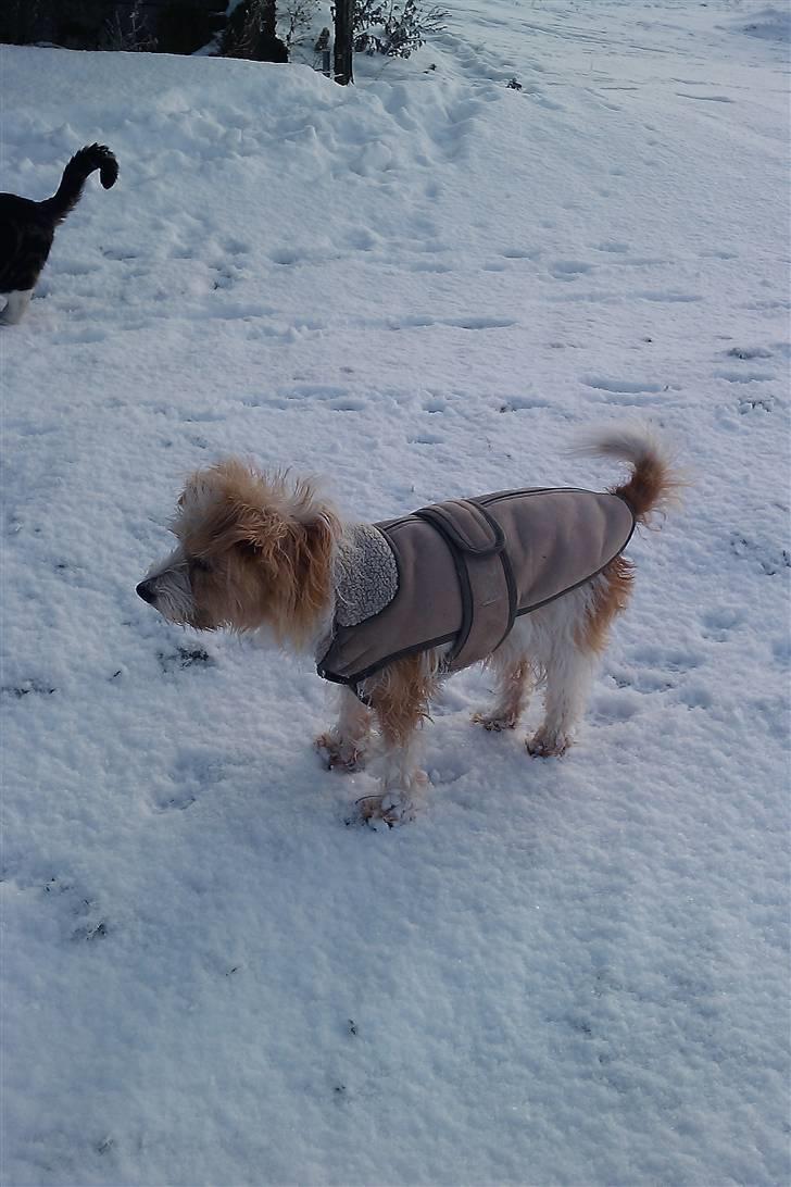 Parson russell terrier Molly  billede 15