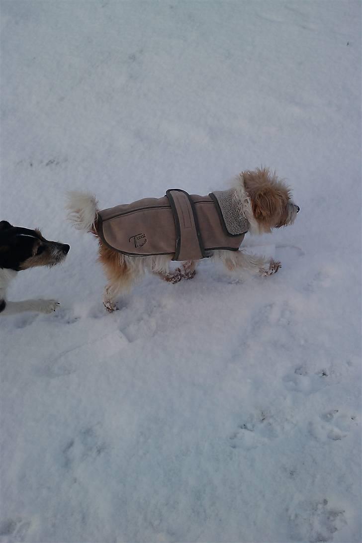 Parson russell terrier Molly  billede 16