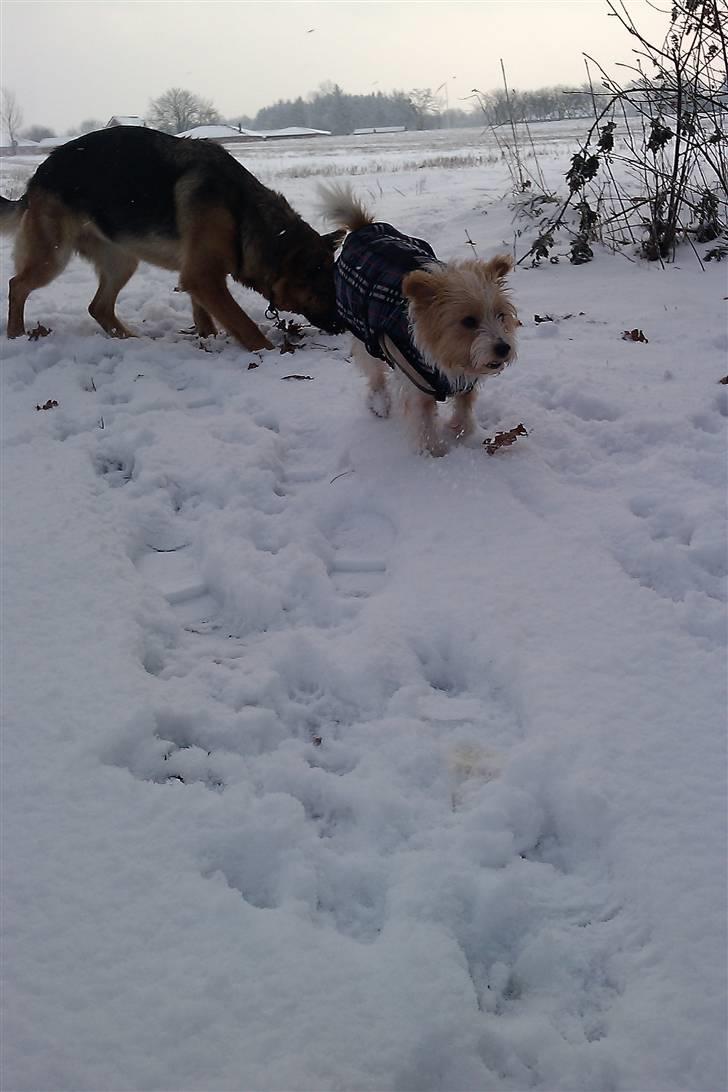 Parson russell terrier Molly  billede 17