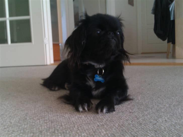 Pekingeser snubbi billede 1