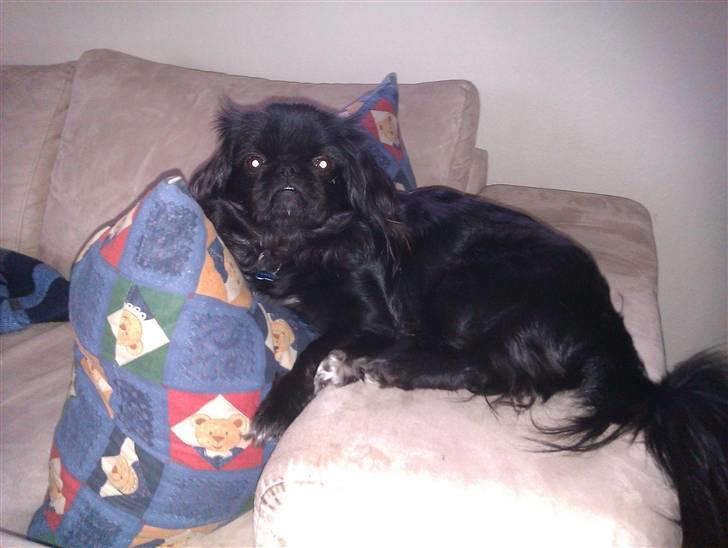 Pekingeser snubbi billede 2