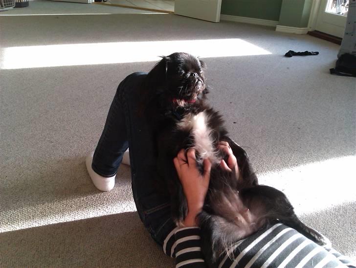 Pekingeser snubbi billede 3