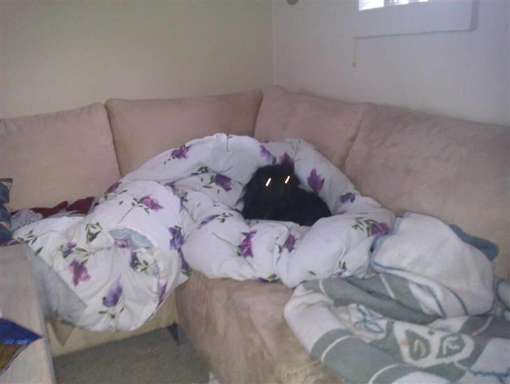 Pekingeser snubbi billede 4