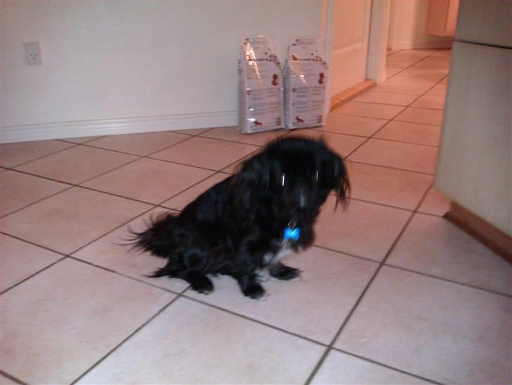 Pekingeser snubbi billede 5