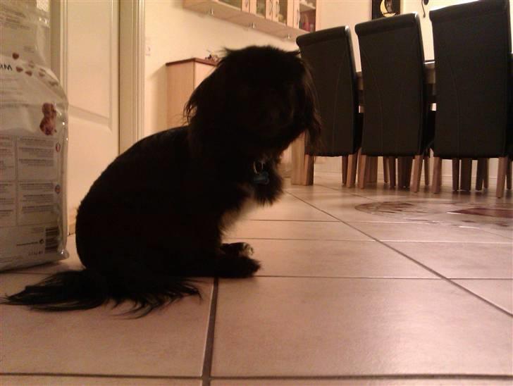 Pekingeser snubbi billede 6