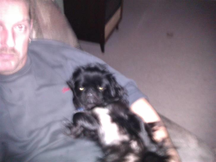 Pekingeser snubbi billede 7