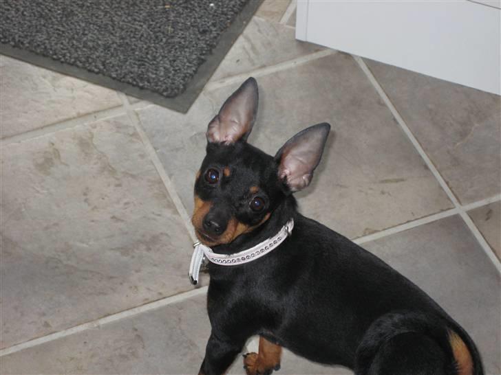 Dvaergpinscher coco billede 1