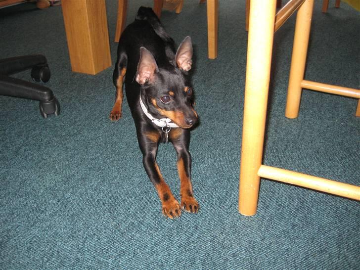 Dvaergpinscher coco billede 2
