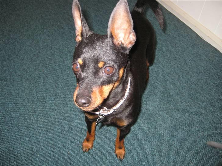 Dvaergpinscher coco billede 3