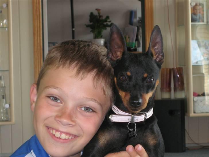 Dvaergpinscher coco billede 4