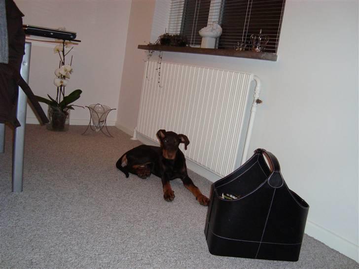 Dobermann Kejser *R.I.P* billede 12