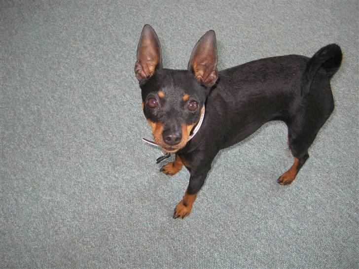 Dvaergpinscher coco billede 5