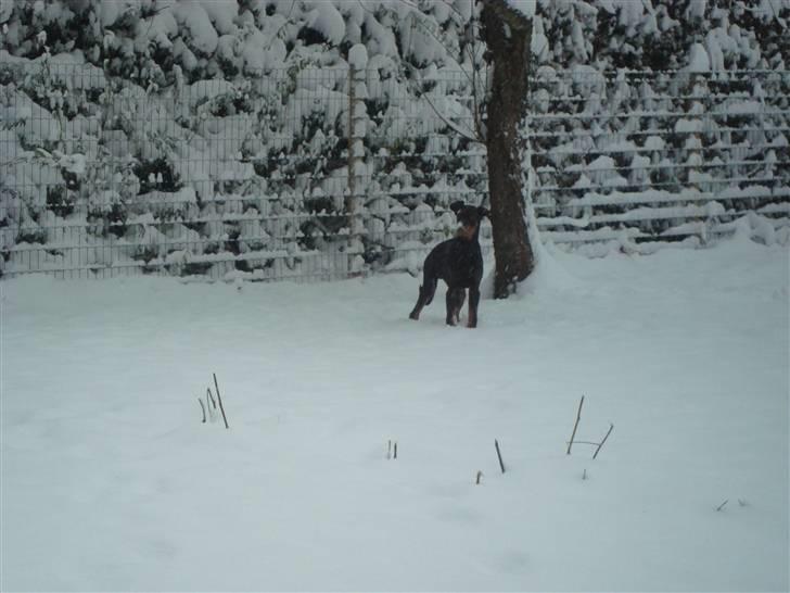 Dobermann Kejser *R.I.P* billede 13