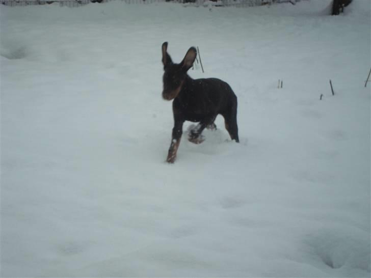 Dobermann Kejser *R.I.P* - Kejser for første gang i sneen .. billede 14
