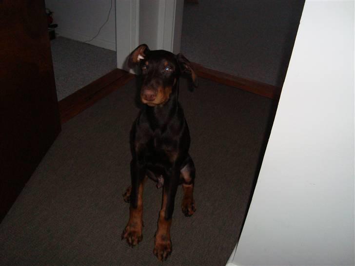 Dobermann Kejser *R.I.P* billede 15