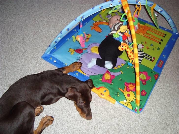 Dobermann Kejser *R.I.P* - Kejser der passer på Oliver <3 .. billede 16