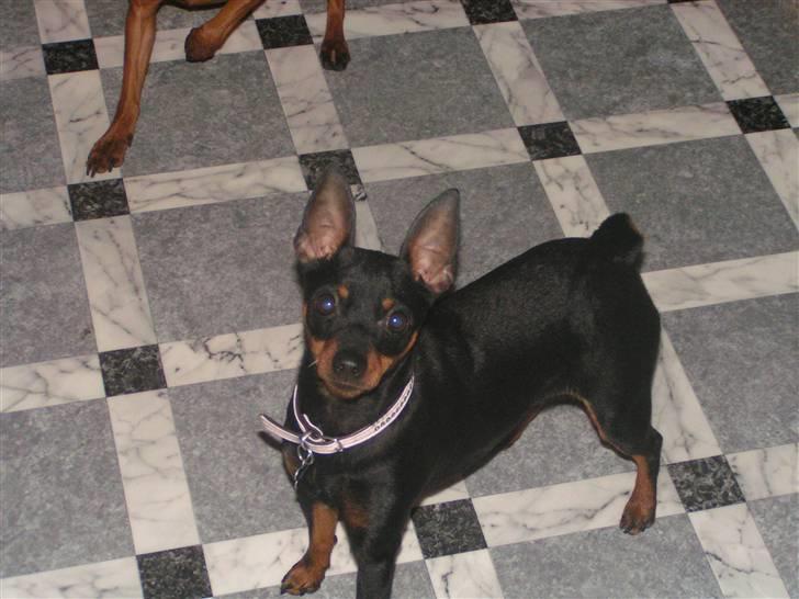Dvaergpinscher coco billede 6