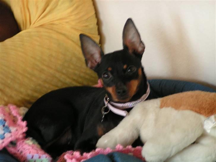 Dvaergpinscher coco billede 7