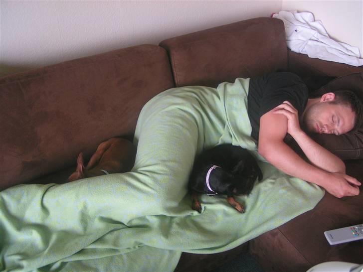 Dvaergpinscher coco billede 8