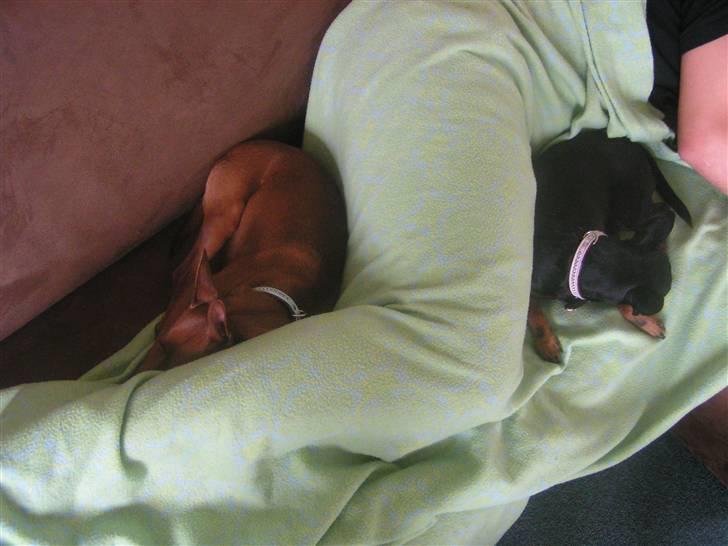 Dvaergpinscher coco billede 9