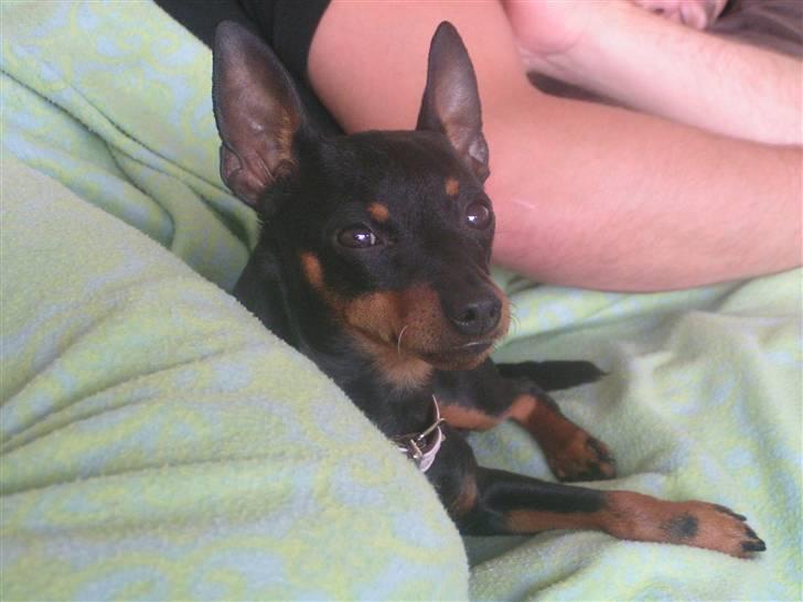 Dvaergpinscher coco billede 10