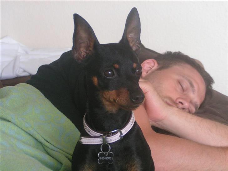 Dvaergpinscher coco billede 11