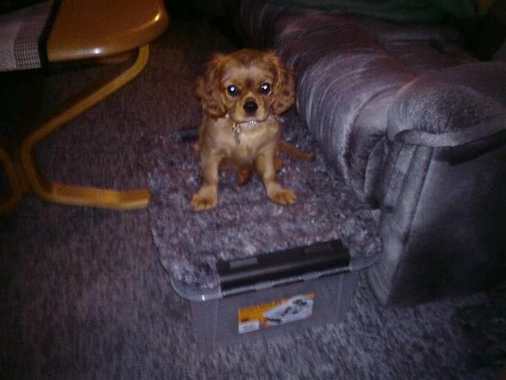 {{currentPhoto.altText}} billede {{currentPhoto.number}}