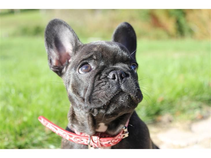 Fransk bulldog LouLou - Min søde og sjove LouLou:) billede 1