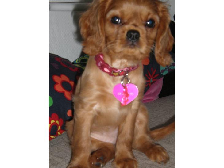 Cavalier king charles spaniel Dina - R.I.P.den 22/11-10 billede 1