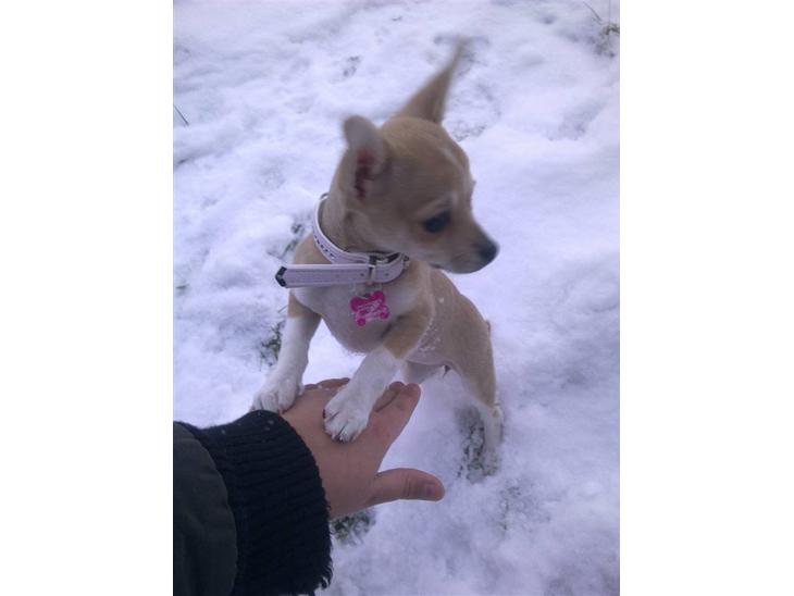 Chihuahua Zoey - Uhh ha det der dejlige sne er koldt, men det er sjovt at lege i ;D billede 1