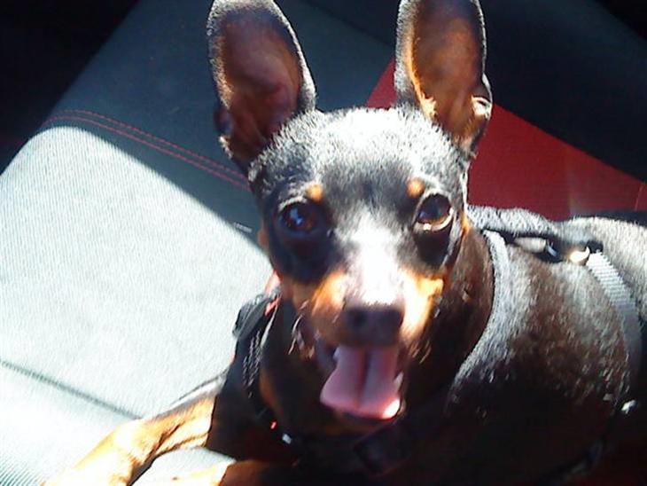 {{currentPhoto.altText}} billede {{currentPhoto.number}}