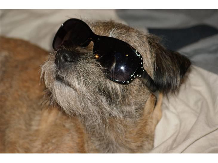 Border terrier Konghans<3 den bedste<3 - du er så sej lille kingo<3  billede 1