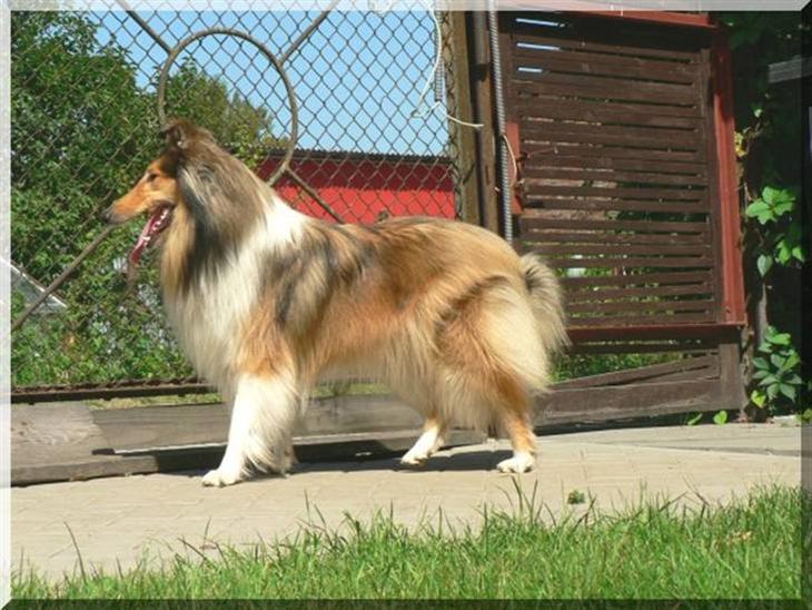 Collie langhåret *Kendra* - Girls together billede 1