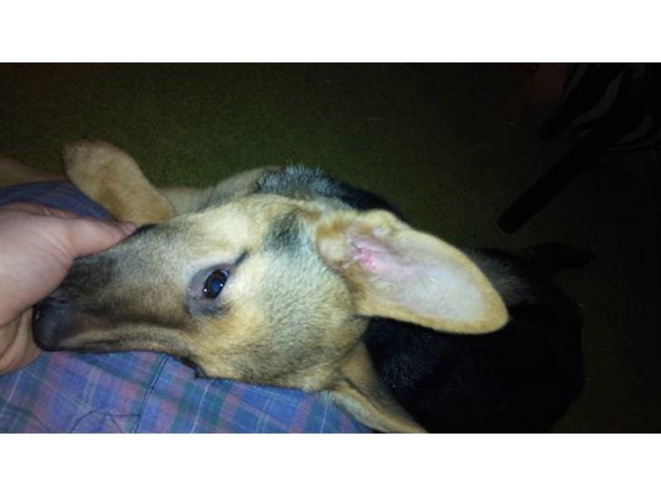 {{currentPhoto.altText}} billede {{currentPhoto.number}}