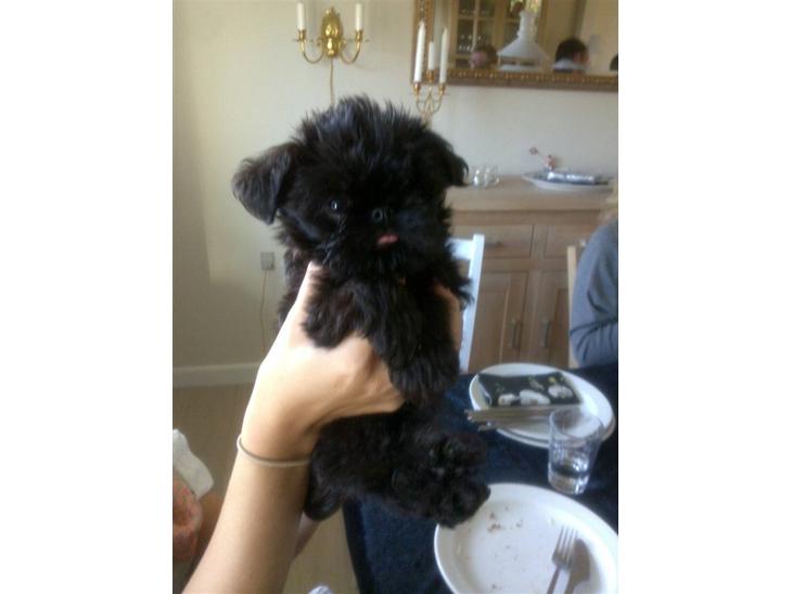 {{currentPhoto.altText}} billede {{currentPhoto.number}}