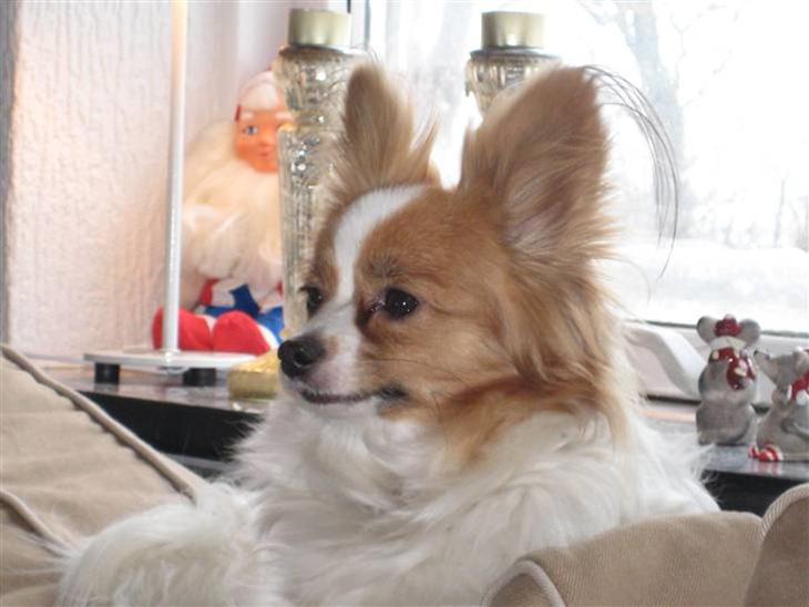 {{currentPhoto.altText}} billede {{currentPhoto.number}}