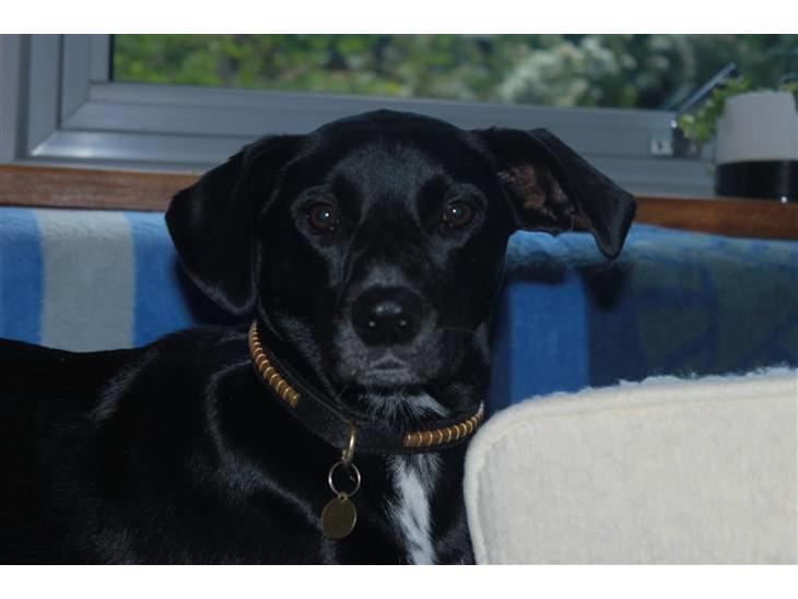 {{currentPhoto.altText}} billede {{currentPhoto.number}}