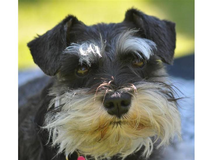 {{currentPhoto.altText}} billede {{currentPhoto.number}}