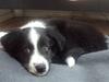 Border collie Lucky