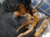 Cavalier king charles spaniel Balou