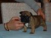 Fransk bulldog Aabech Eleanor